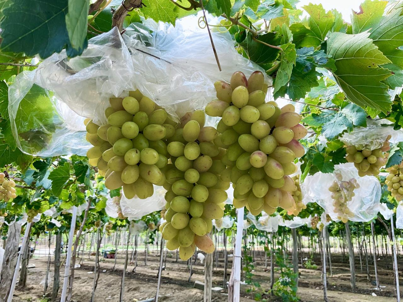 Discover Phan Rang Grape Garden – Ninh Thuan