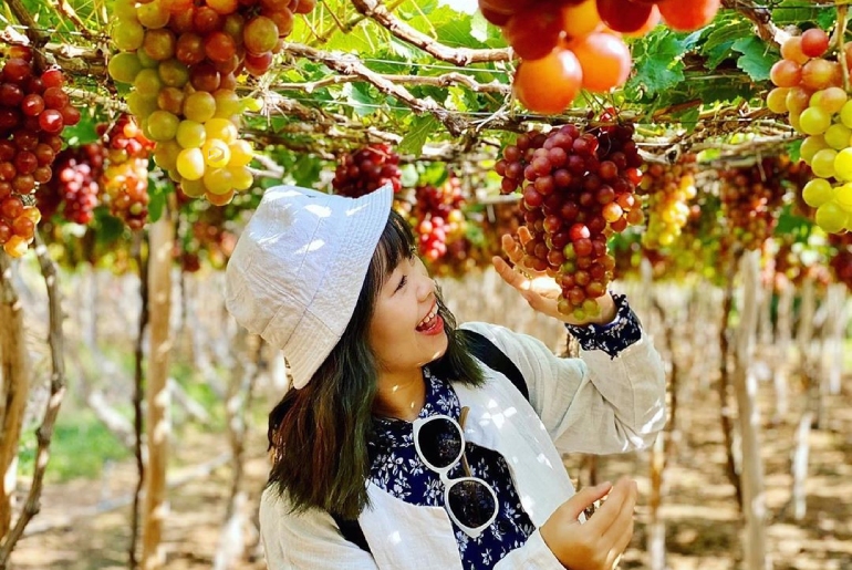 Discover Phan Rang Grape Garden – Ninh Thuan